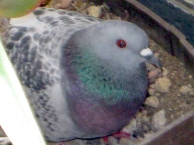 hato_kiri.jpg