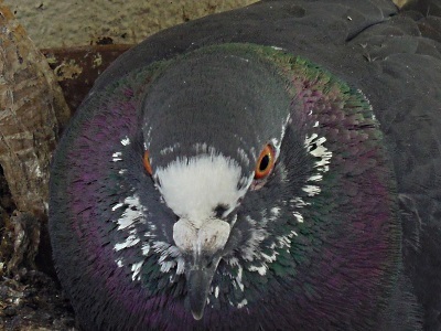 王子クンは鳩の雛鳥 絵のない日記 そら猫通信